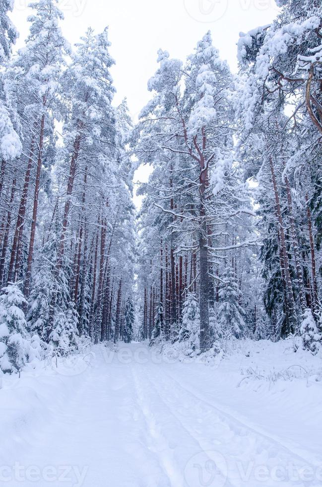besneeuwde bomen in winter woud foto