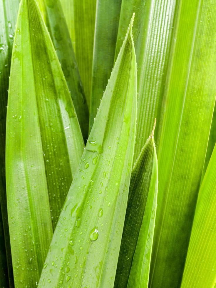 close-up van groene bladeren foto