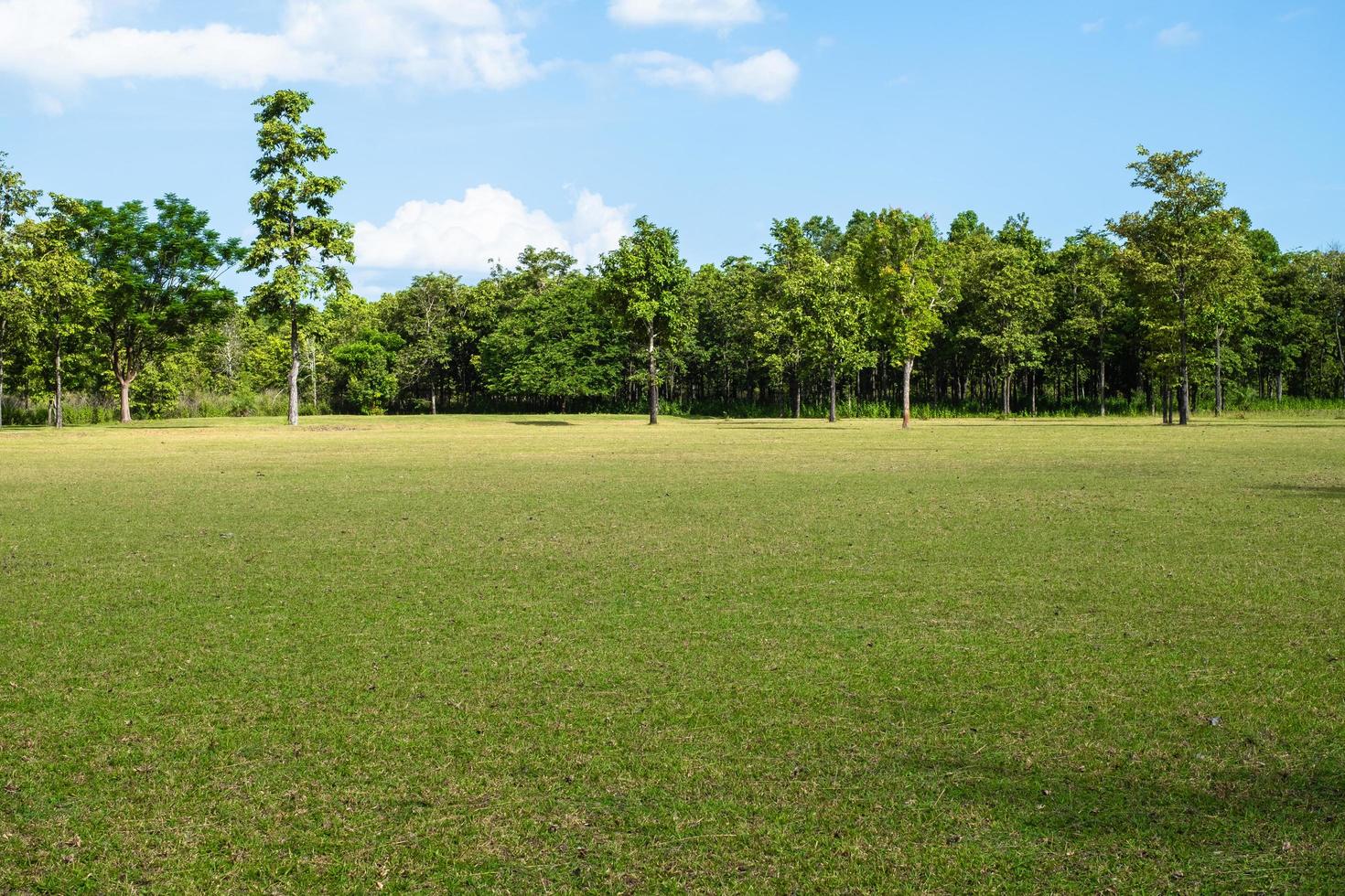 park met groene grasvelden met een prachtige parkscène achtergrond foto