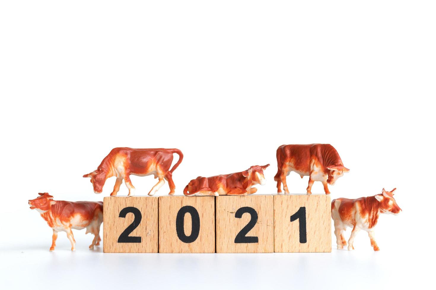 kleine os en houten blokken met nummers 2021 geïsoleerd op een witte achtergrond, een symbool van het jaar 2021 foto