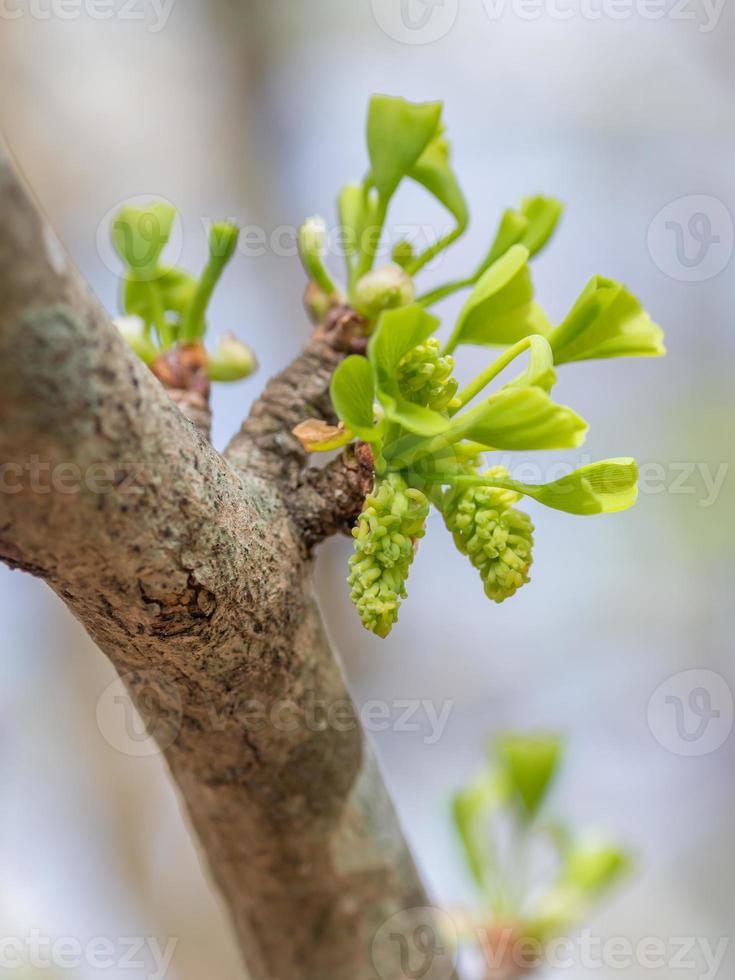 bloem bloemknoppen en nieuw bladeren Aan een ginkgo biloba boom in de lente. foto