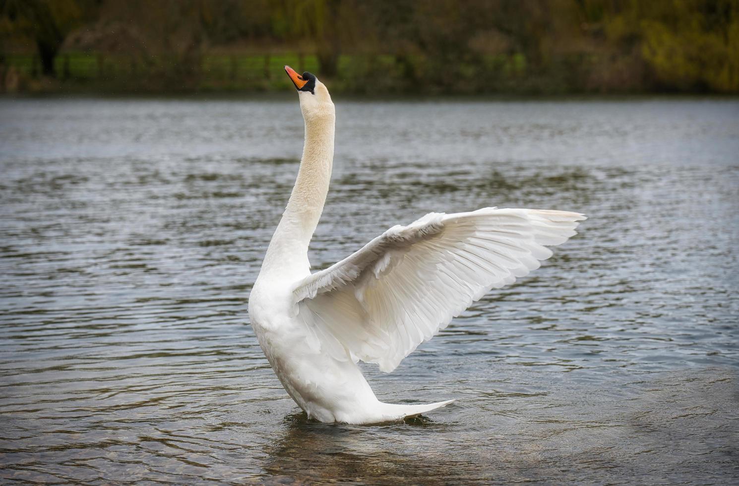 mooi zwaan in de park foto