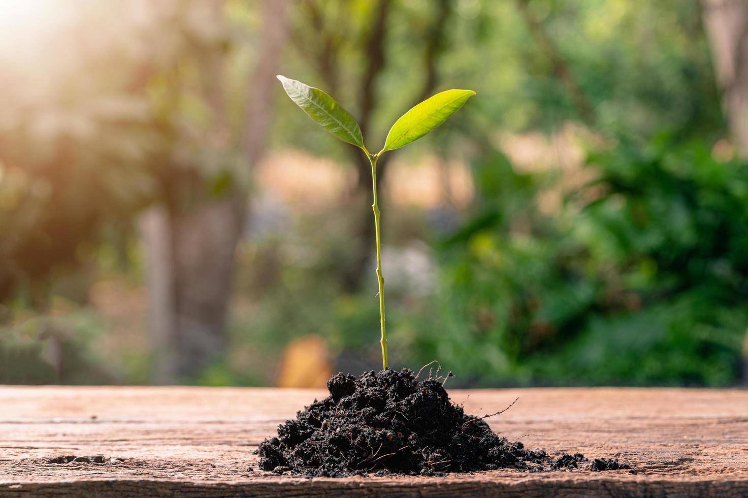 concept van het planten van een liefdeboom foto