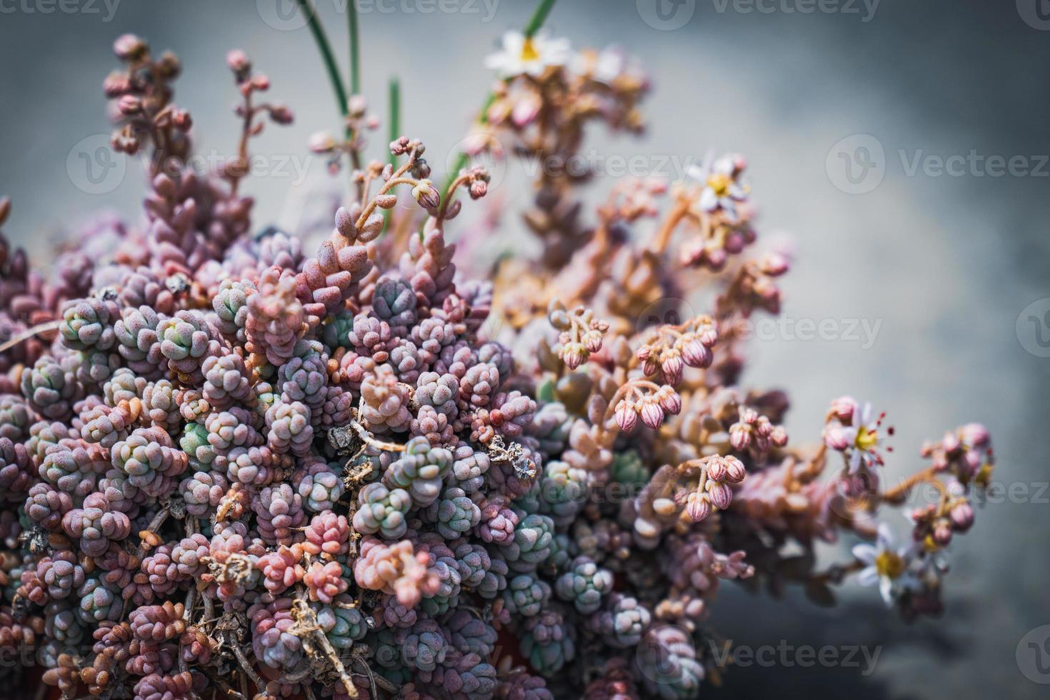 kleine bloeiende plant van Corsicaanse muurpeper foto