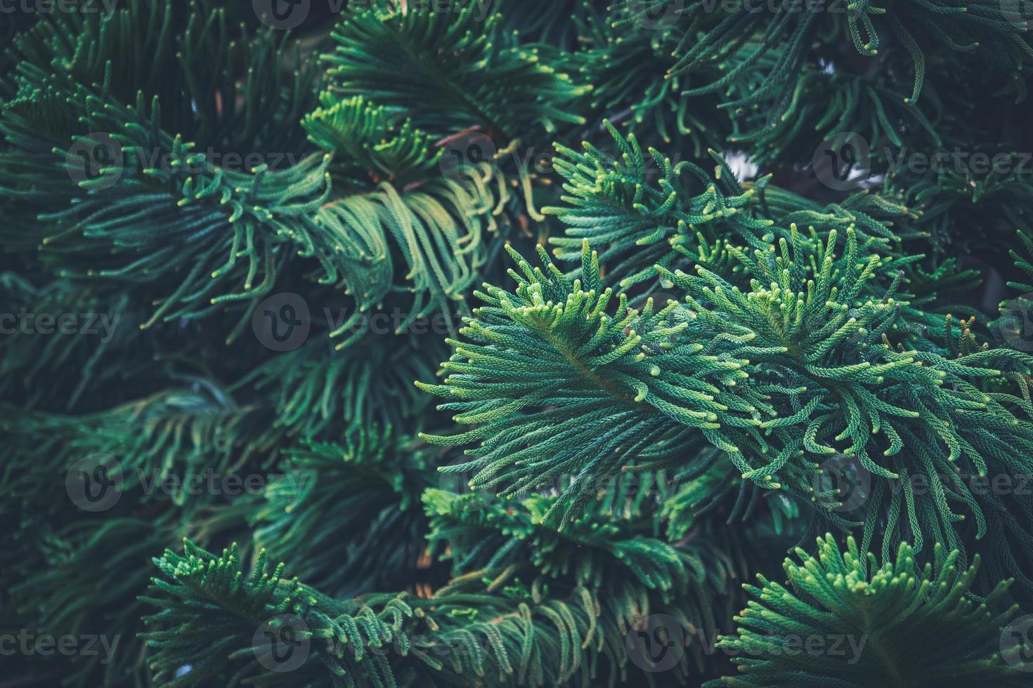 naaldbladeren van de dennenboom van het Norfolkeiland foto