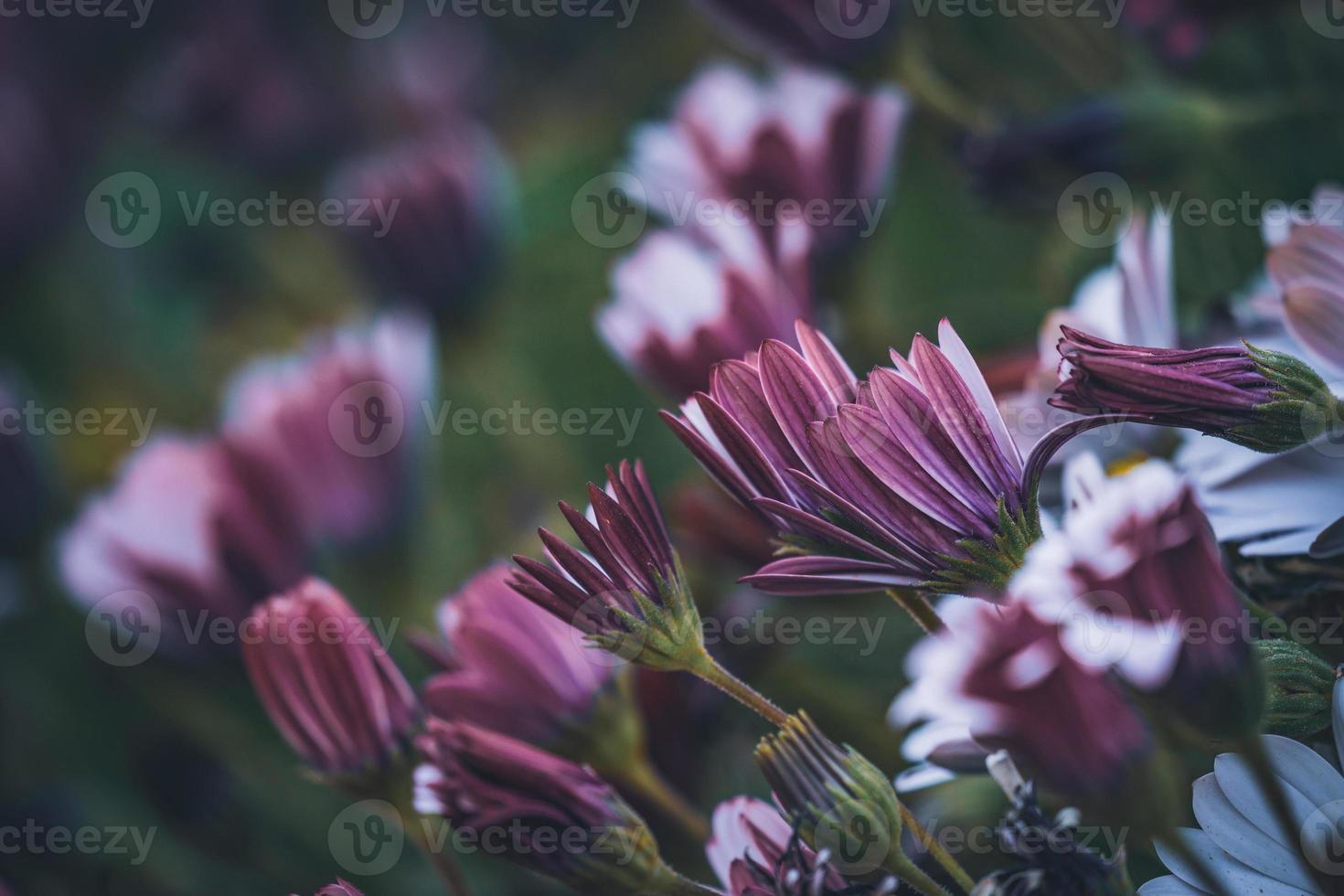 paarse en roze bloemen van Afrikaanse madeliefje foto