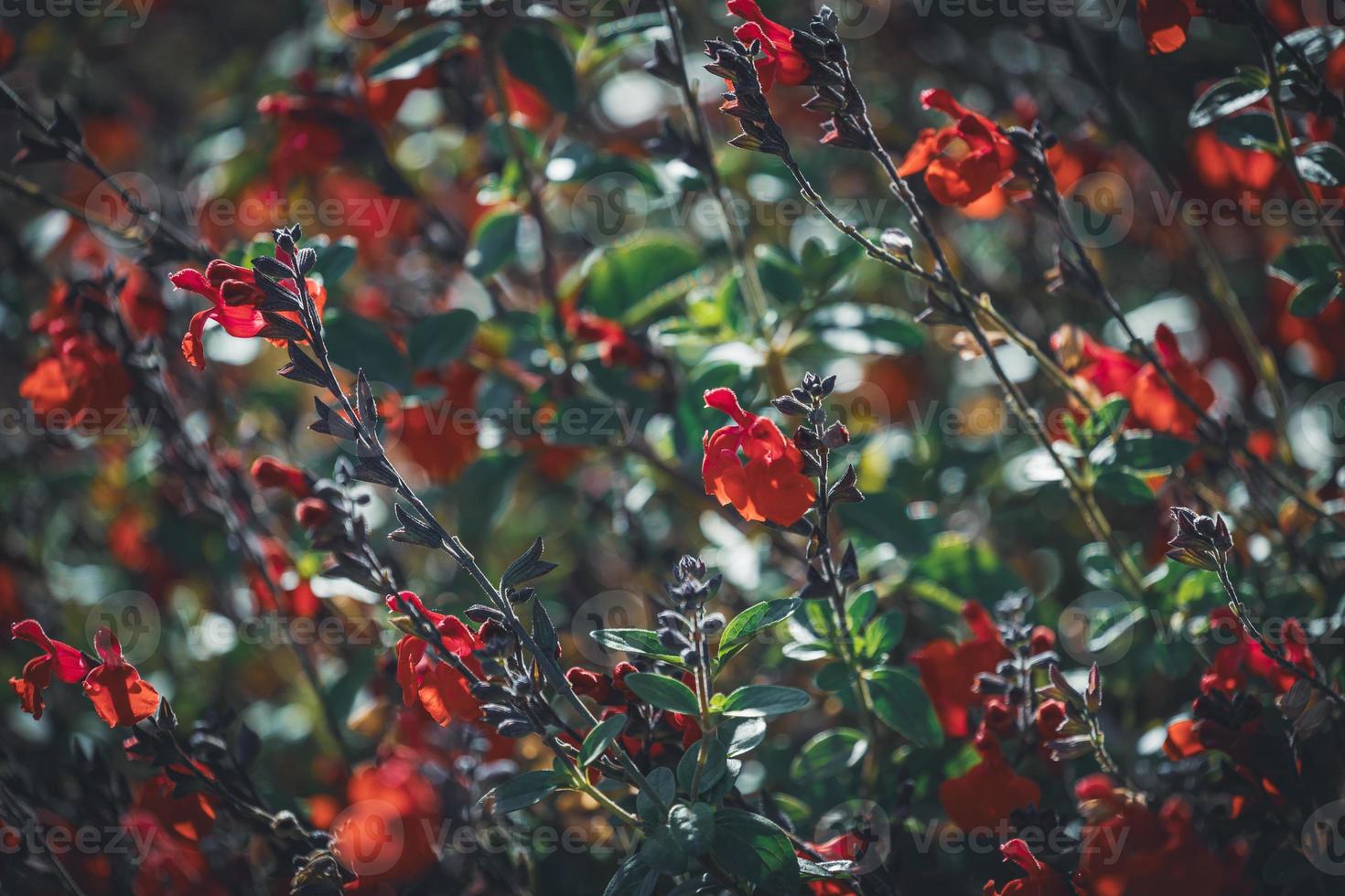 kleine rode bloemen in een veld foto