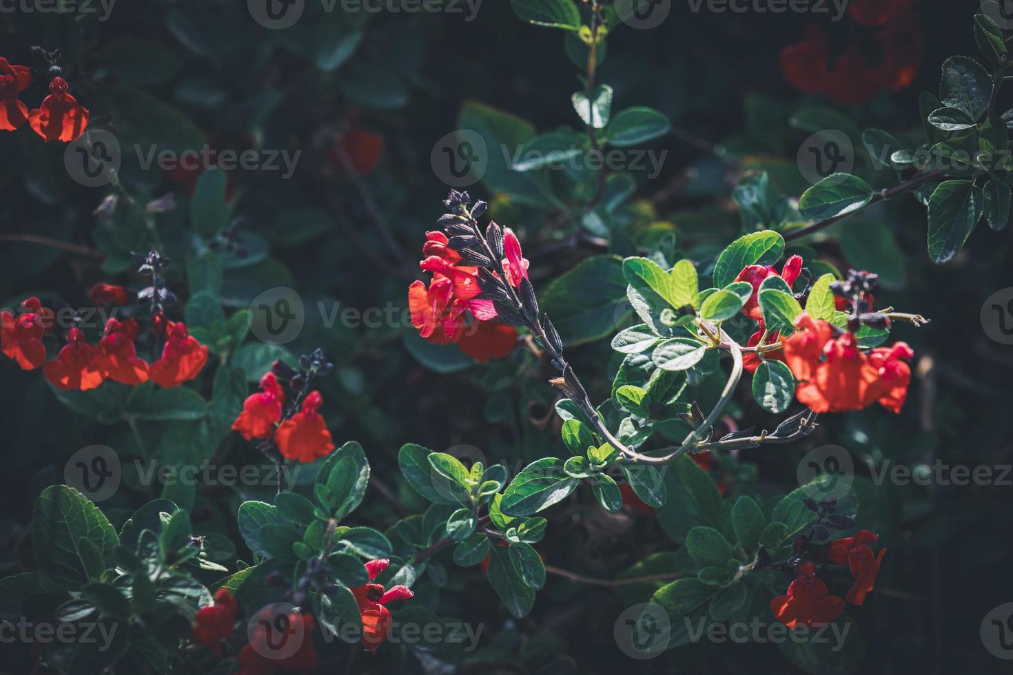 rode bloemen op struik foto