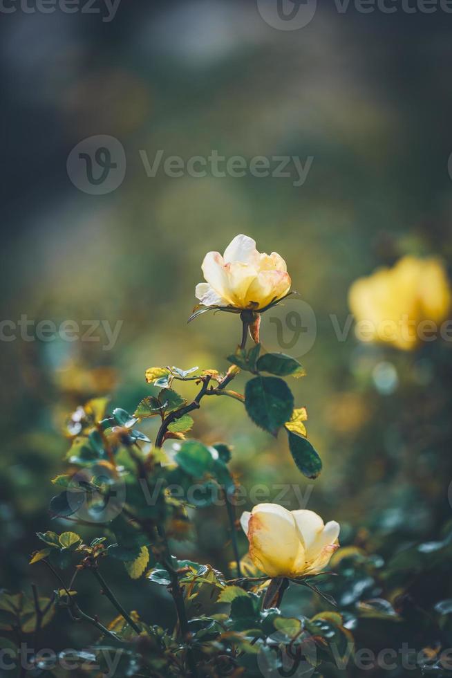 bloemen van mini rozenstruiken foto