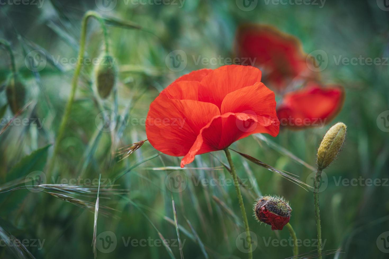 rode papaverbloem onder groene tarwespikes foto