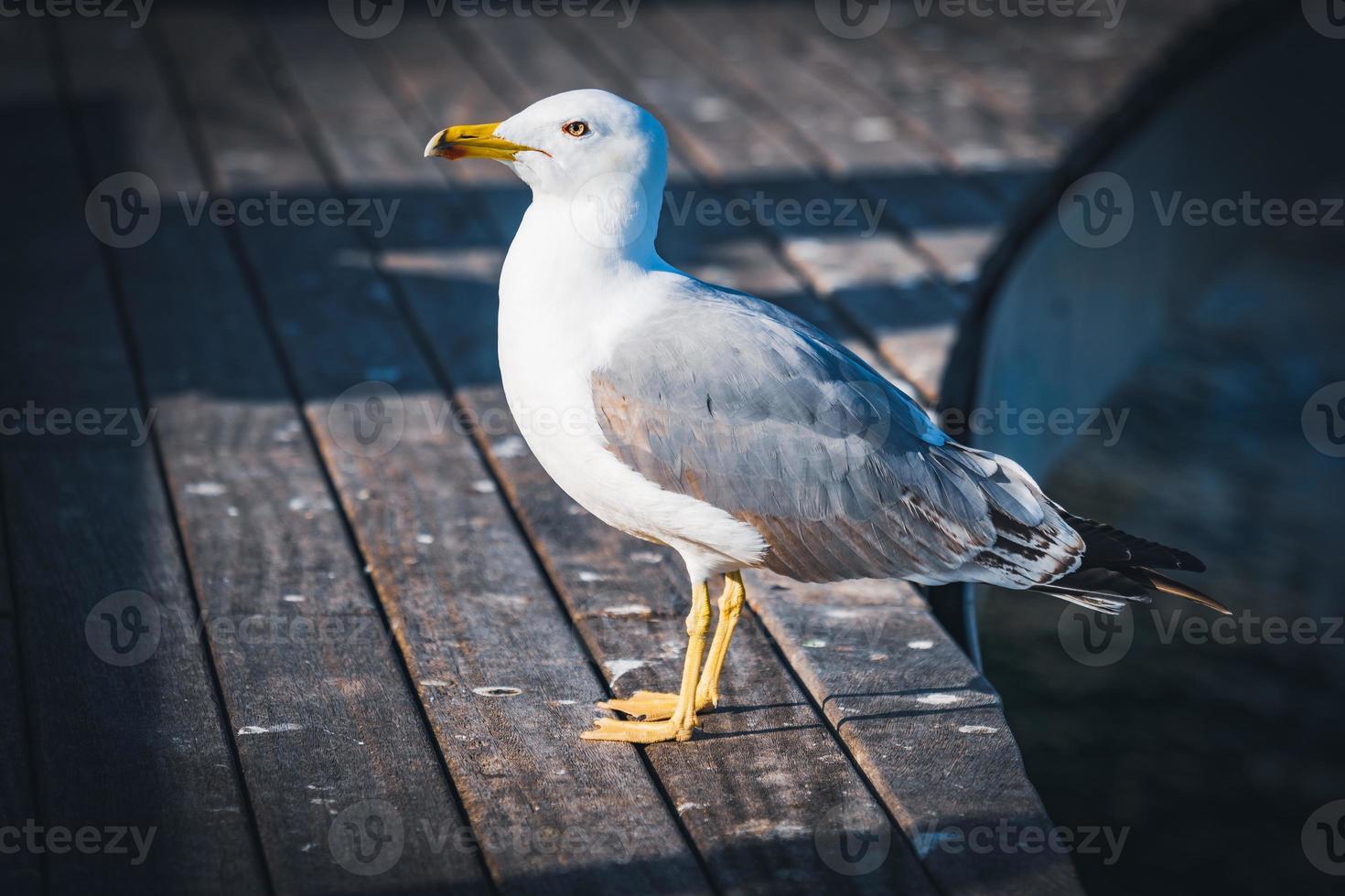 Geelpootmeeuw op een houten dok foto