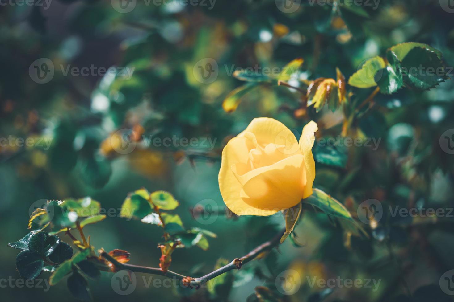 gele bloem van een mini rozenstruik foto