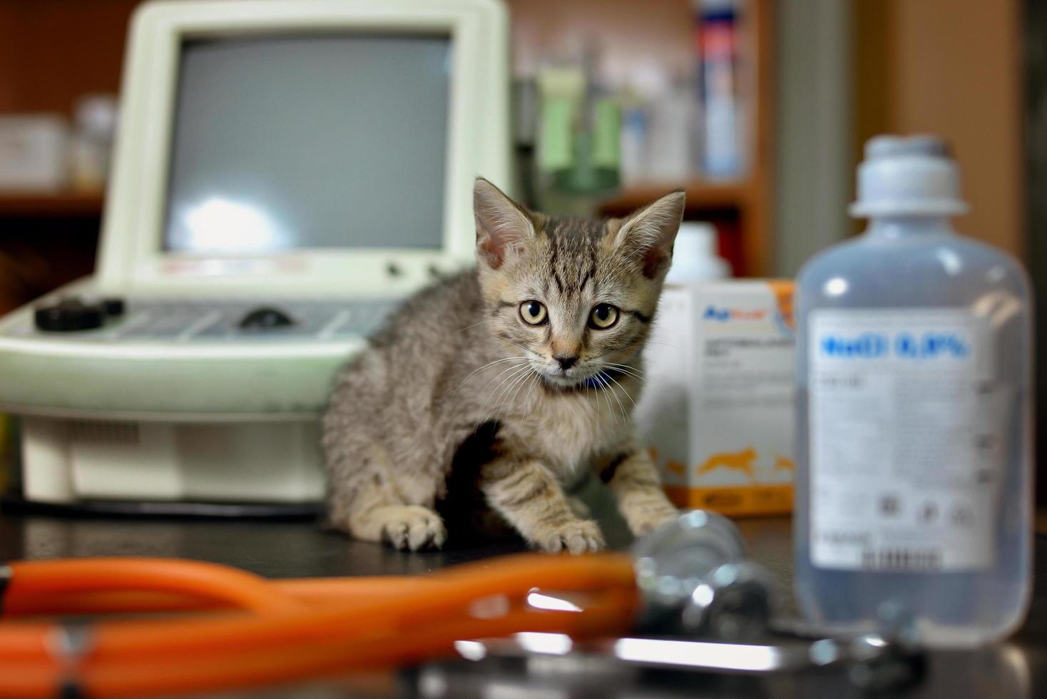 tabby kitten met een stethoscoop in een veterinair kantoor foto