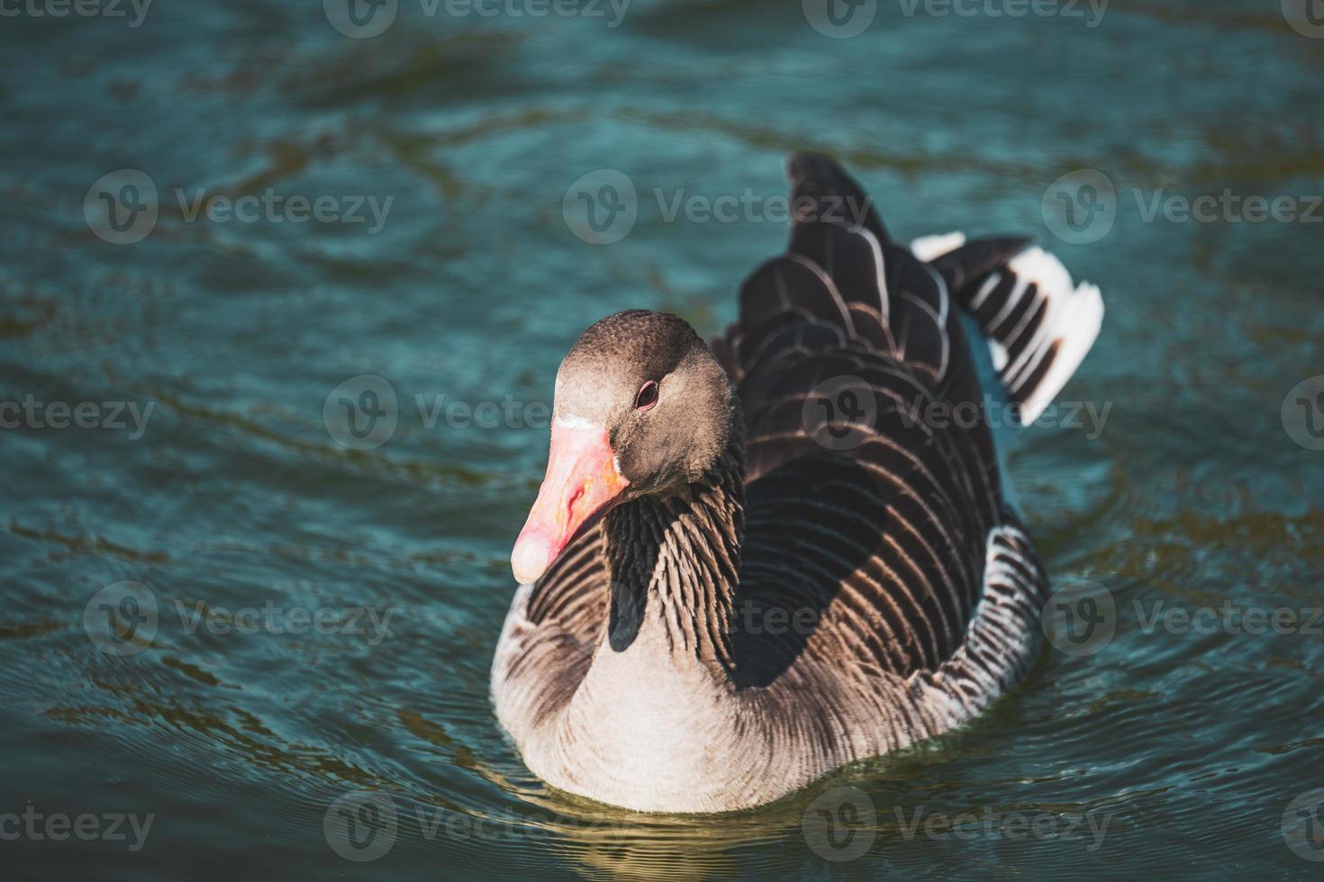 gans zwemmen in een meer foto