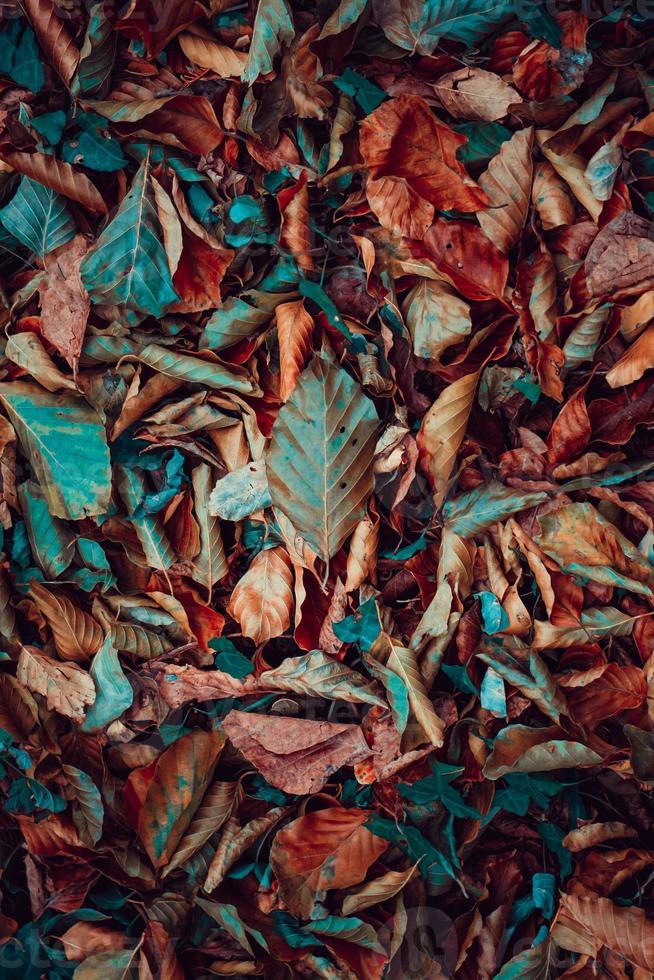 droge bladeren op de grond in het herfstseizoen foto