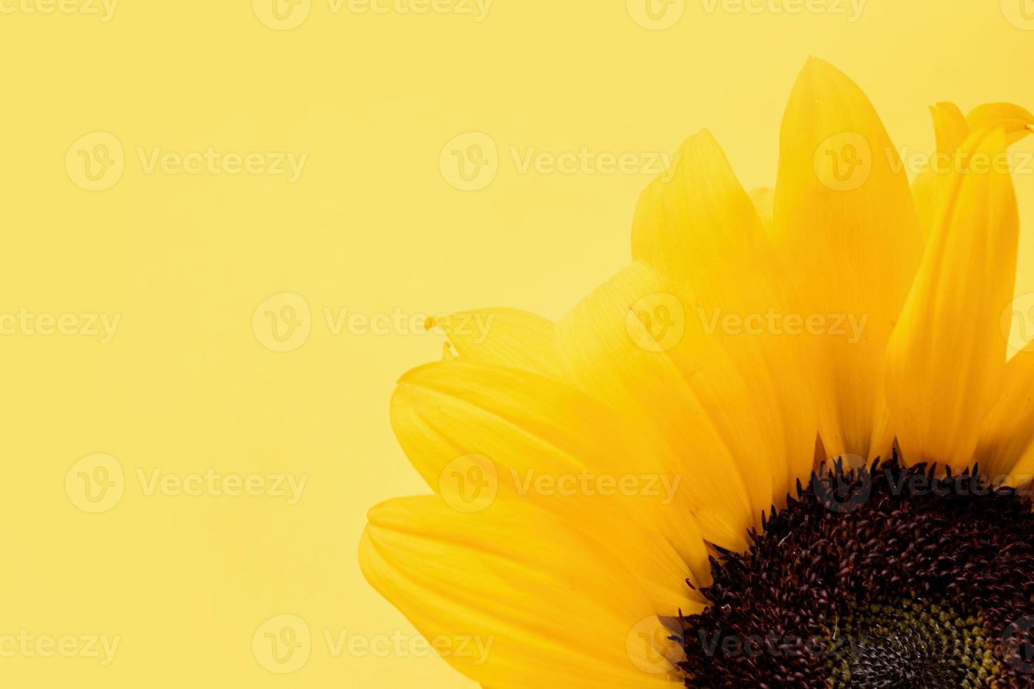 zonnebloem hoofd Aan geel achtergrond met kopiëren ruimte, minimaal foto