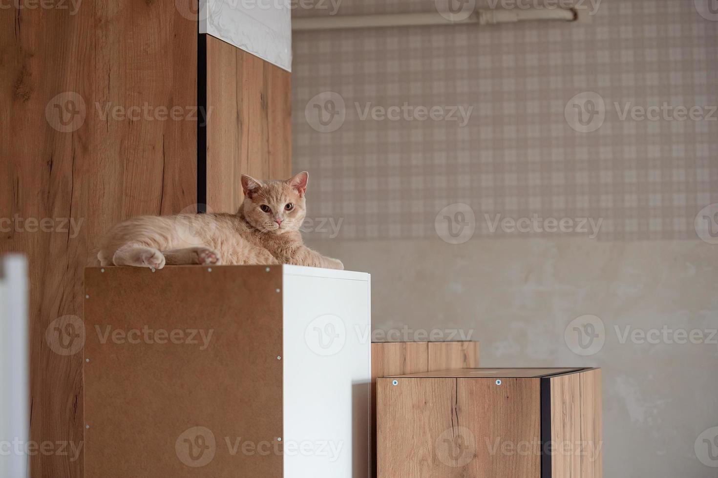 keuken meubilair staat in de keuken klaar voor installatie, een rood huis kat leugens Aan het. wederopbouw en reparatie in de huis foto