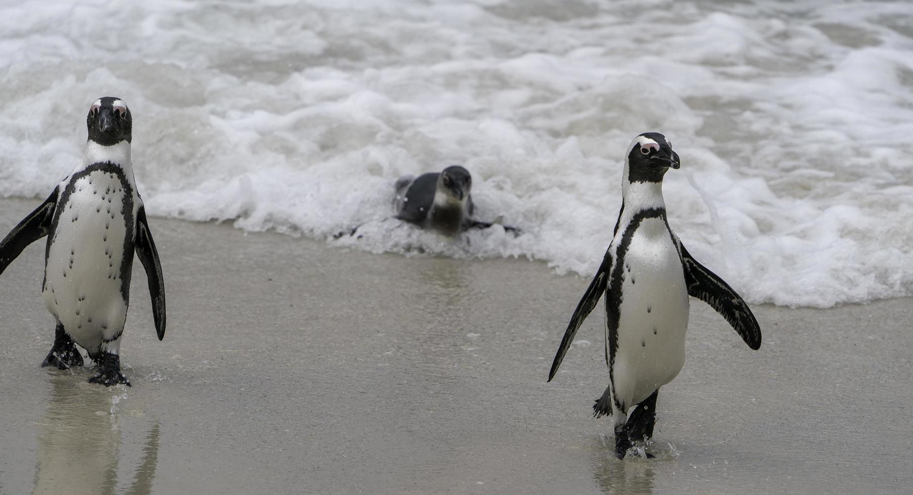 pinguïns zwemmen naar kust in de buurt kaap dorp, zuiden Afrika. foto