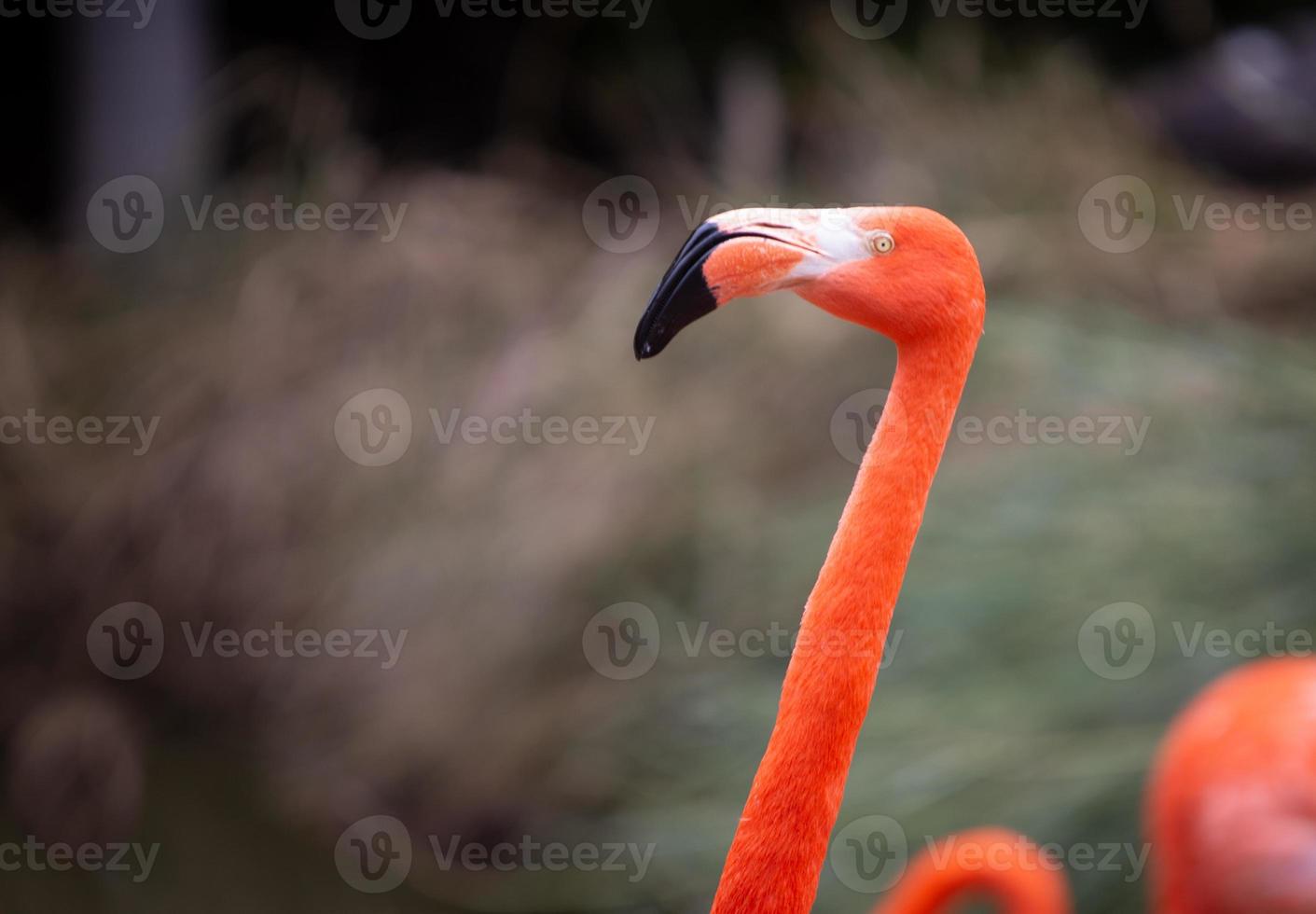 hoofd schot van flamingo foto