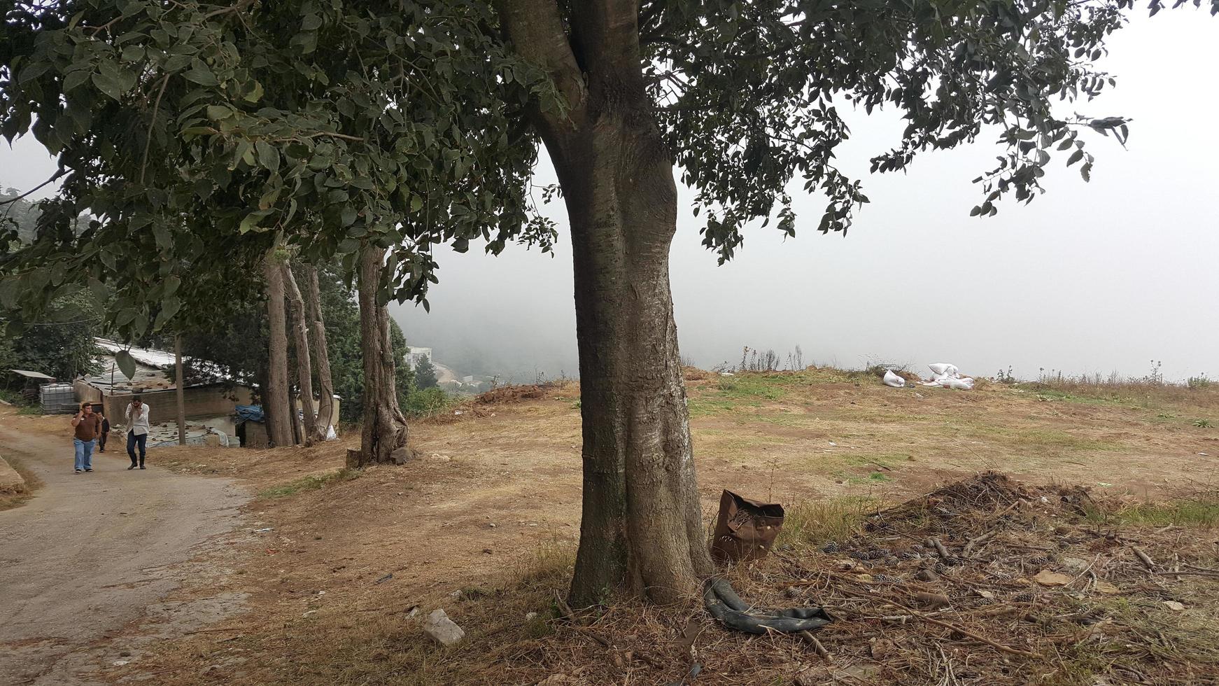 Woud bomen landschap mooi achtergrond hoog kwaliteit foto