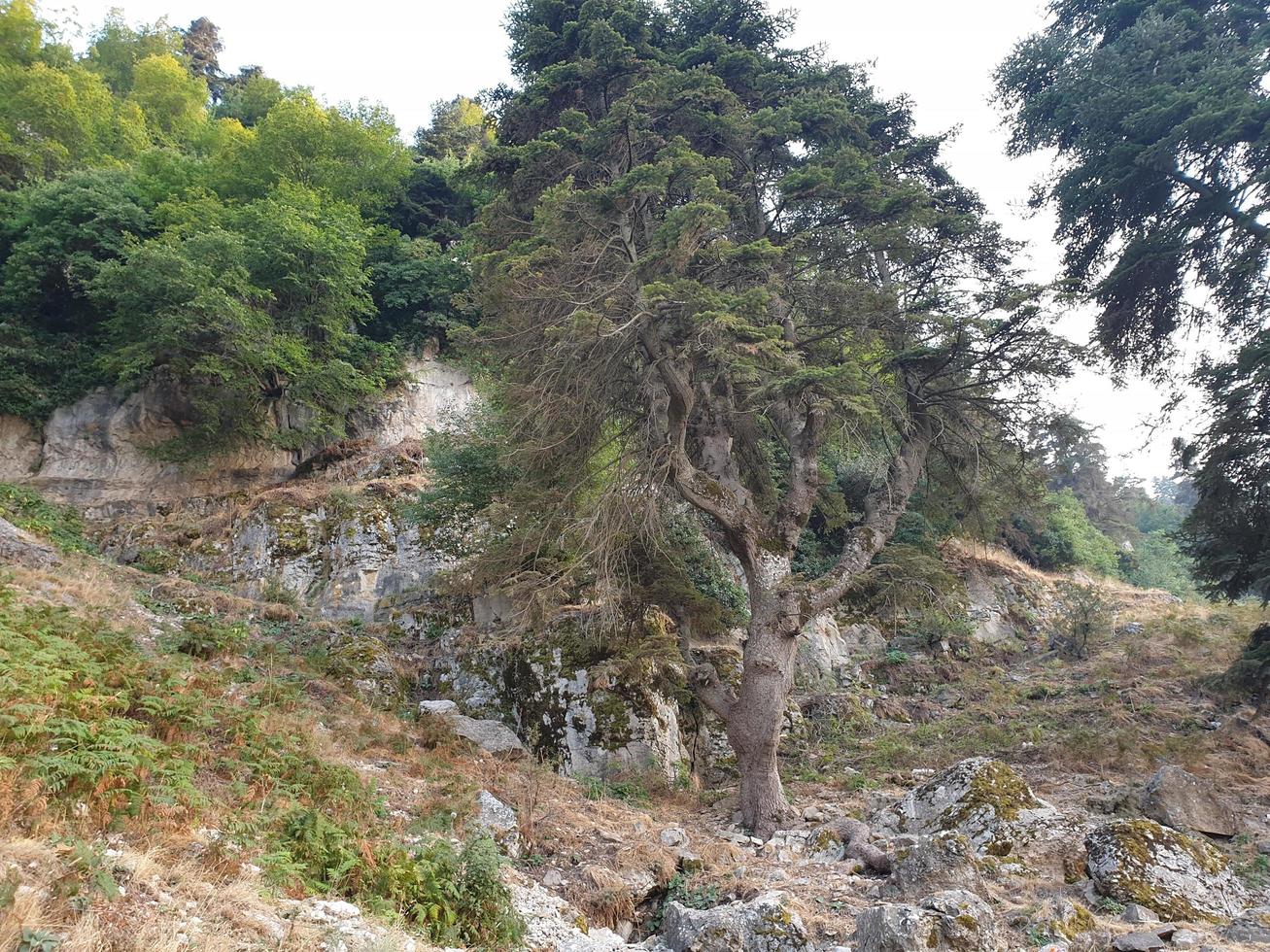 Woud bomen landschap mooi achtergrond hoog kwaliteit foto