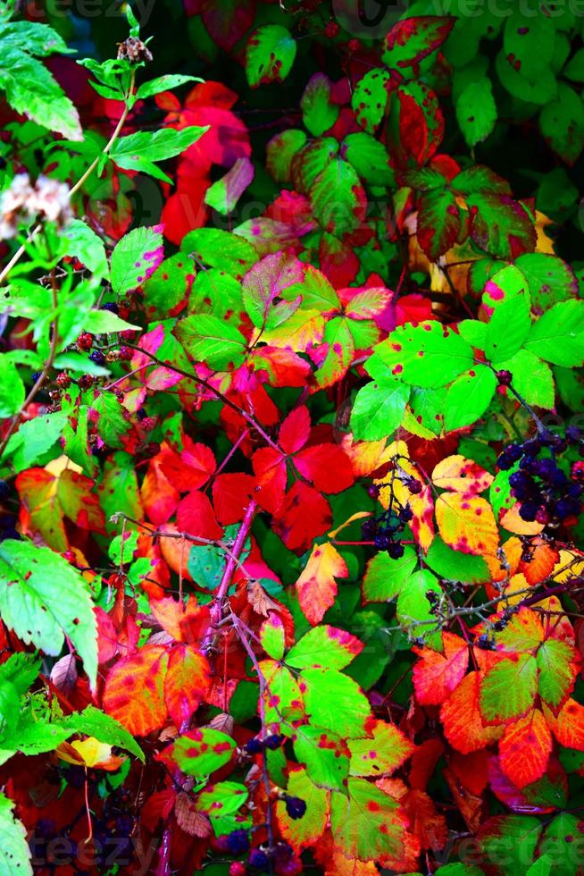 herfst bladeren in verschillend kleuren foto