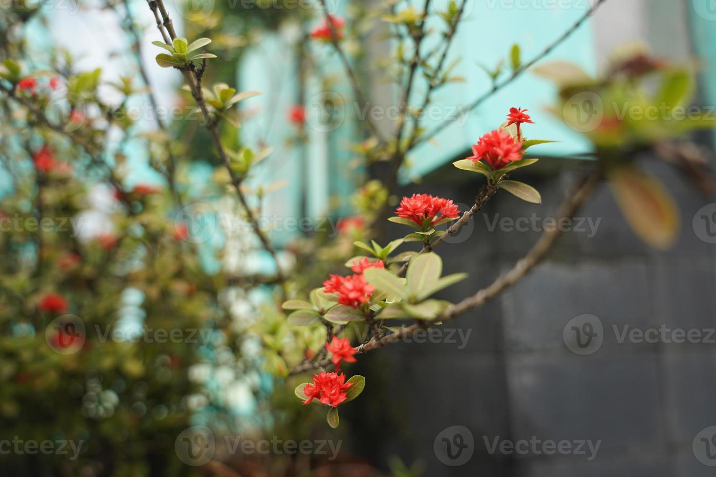 mooi rood piek bloem. koning ixora bloeiend ixora chinensis rubiaceae bloem. ixora bloem. ixora coccinea bloem in de tuin foto