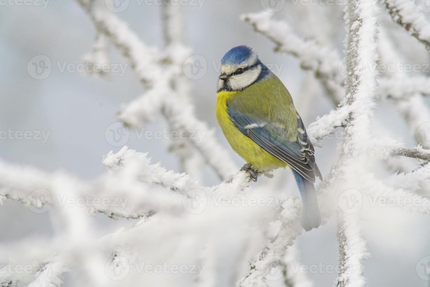 blauw tit zit Aan besneeuwd takken in verkoudheid winter tijd foto