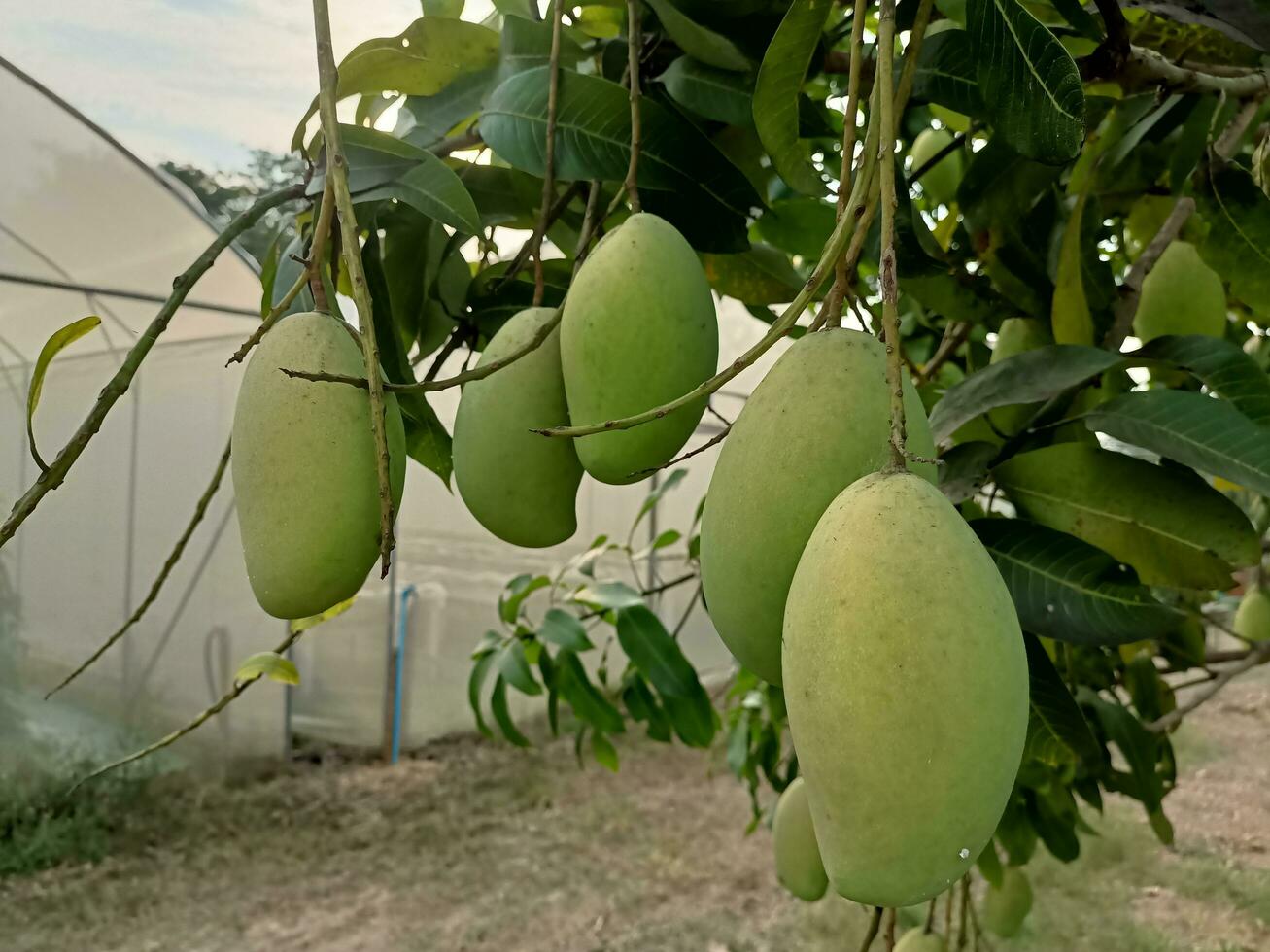 groen mango afbeelding foto