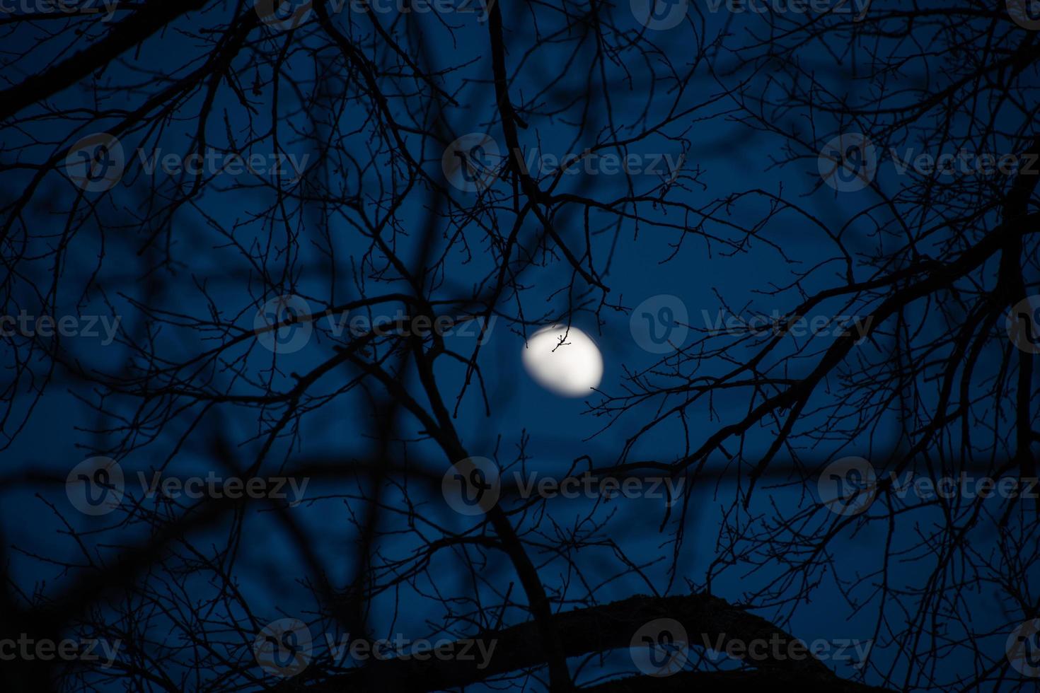 de maan gefotografeerd door takken dat vullen de geheel beeld foto