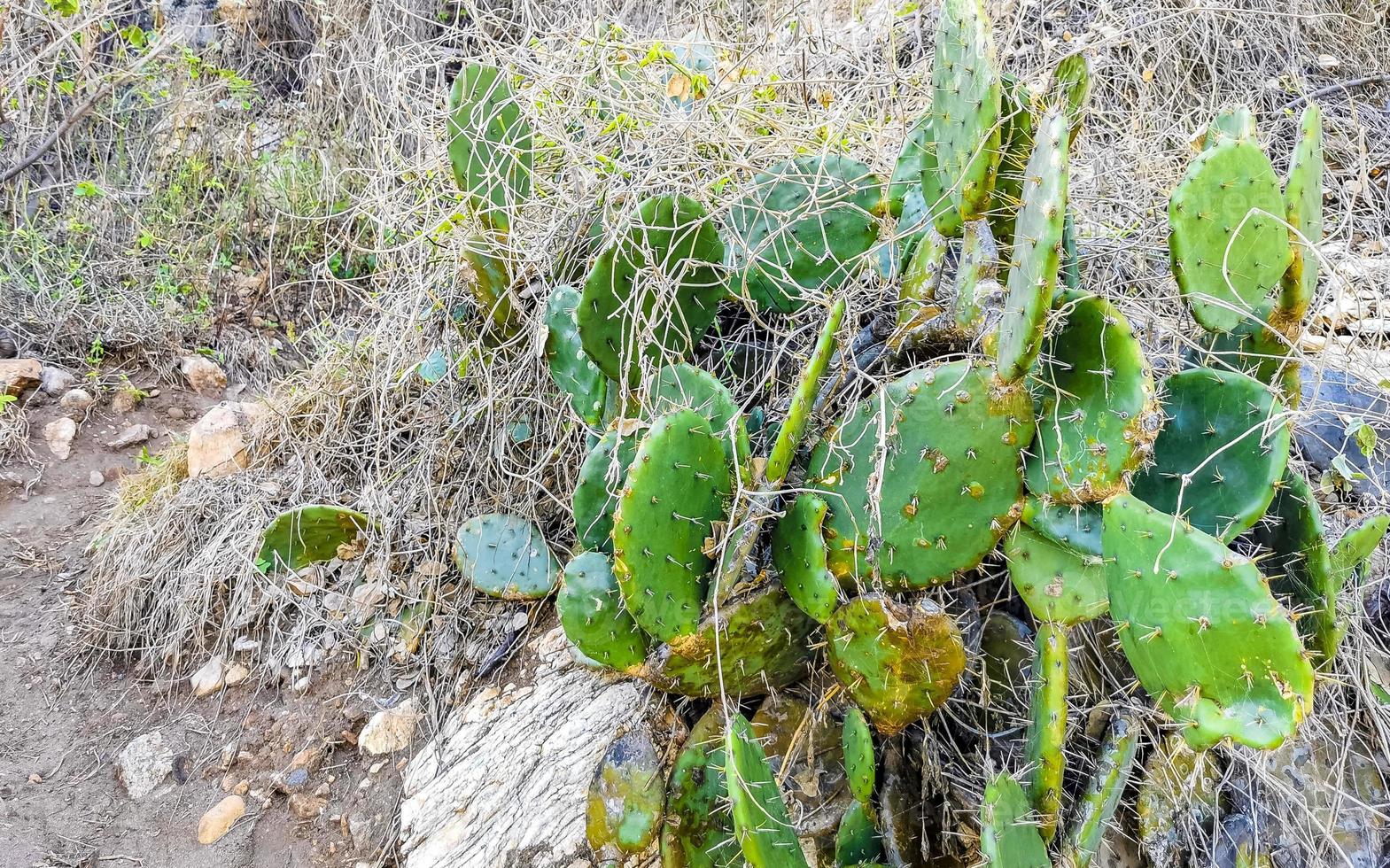 tropisch cactussen cactus planten natuurlijk oerwoud puerto escondido Mexico. foto