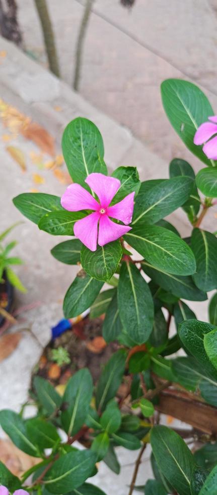 catharanthus roseus dara bloem met ochtend- dauw druppels foto