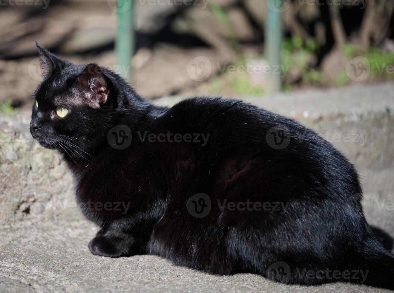 volwassen zwart kat is resting in natuur foto