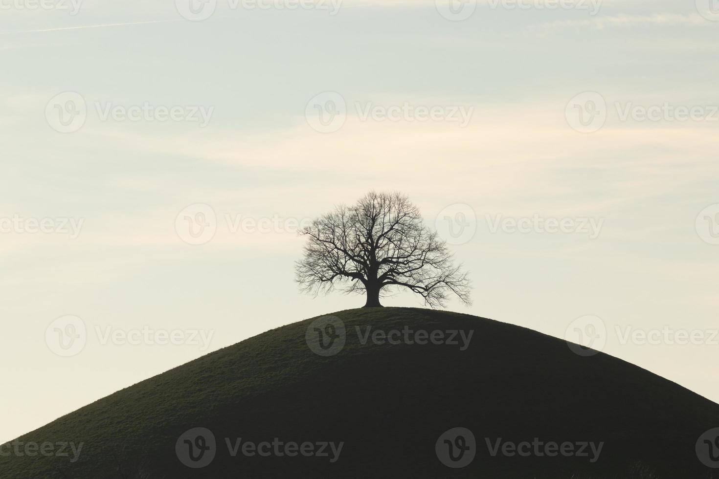 een boom Aan een heuvel foto
