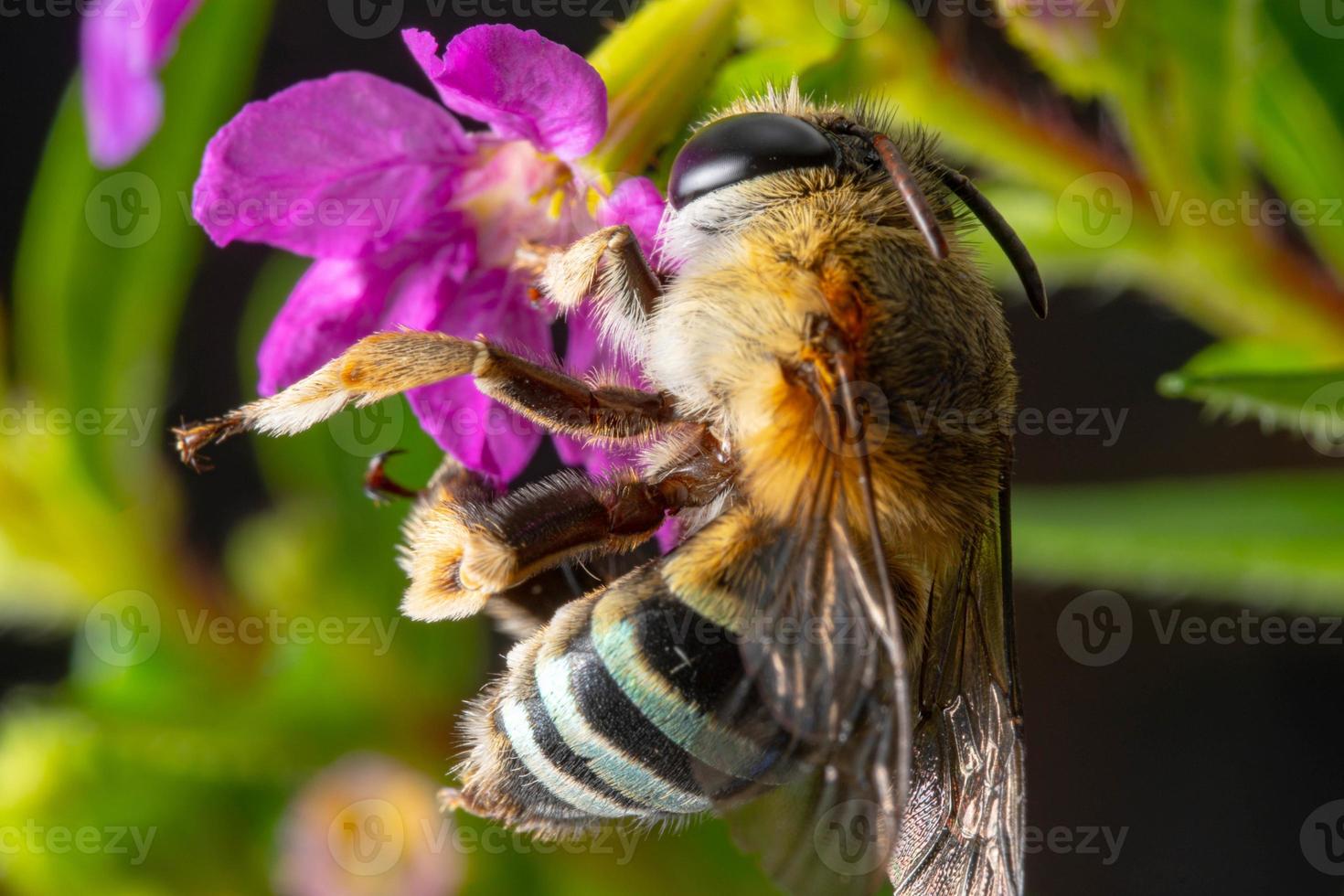 detailopname blauw gestreept bij bestuiven Aan Purper bloem foto