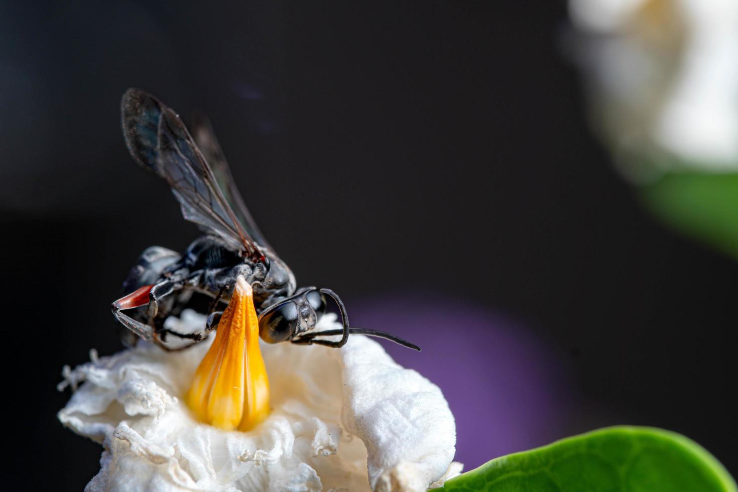 detailopname zwart wesp Aan bloesem wit bloem foto