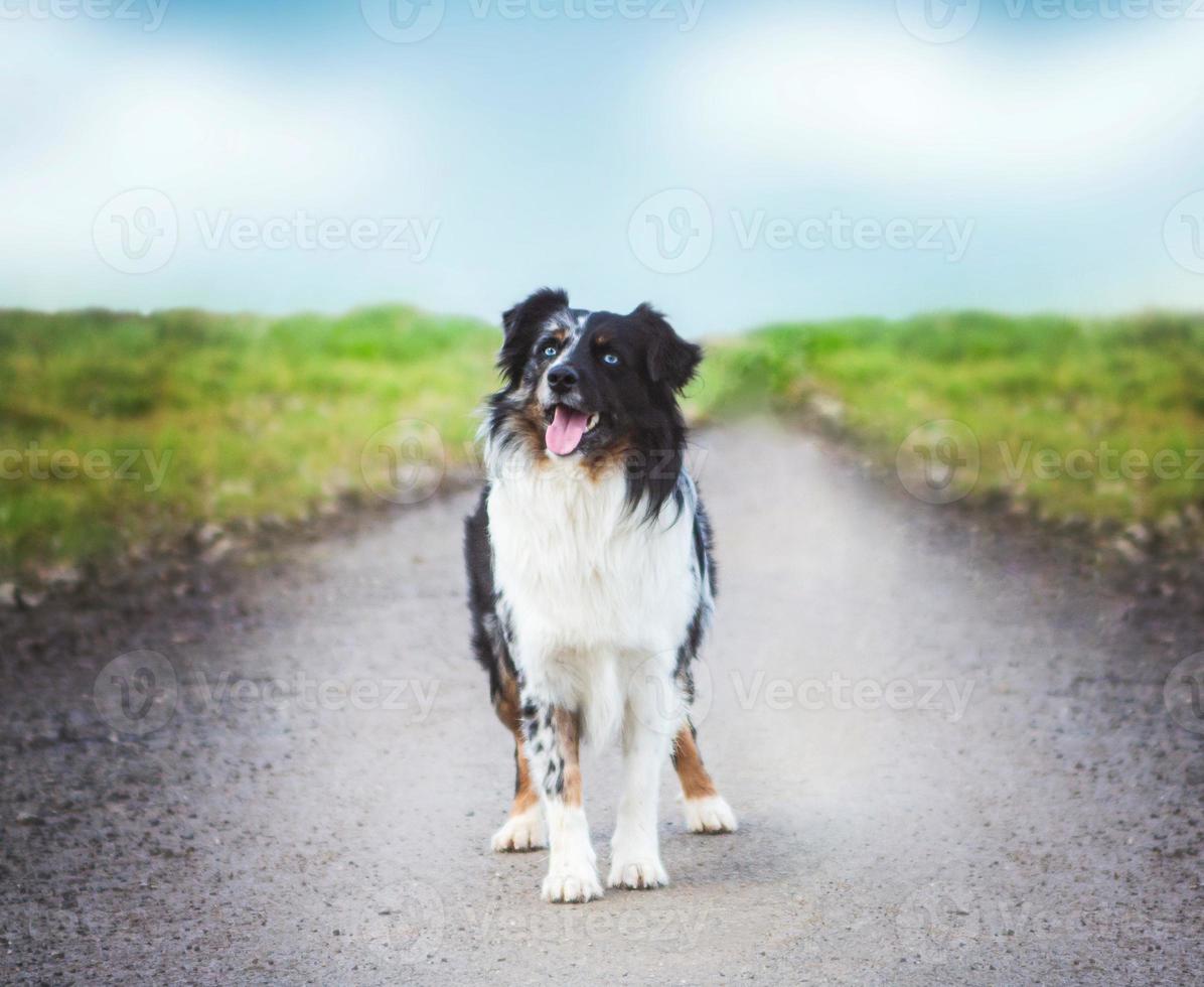 mooi Amerikaans gehoed hond kunst Bewerk foto