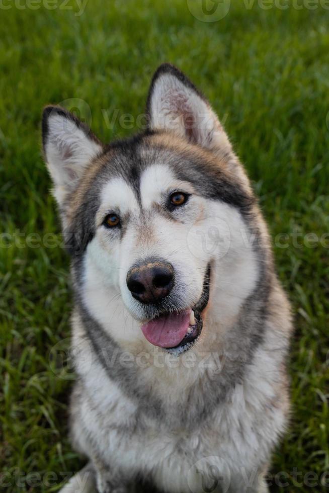 Alaska malamute hond glimlach portret na wandelen zitten Bij veld- foto