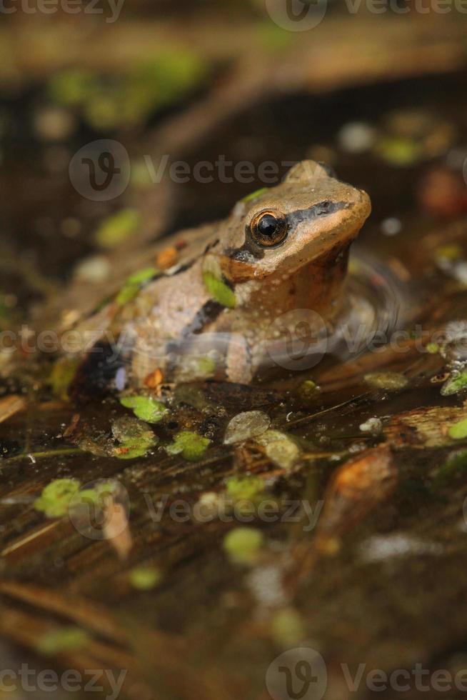 western Refrein kikker foto