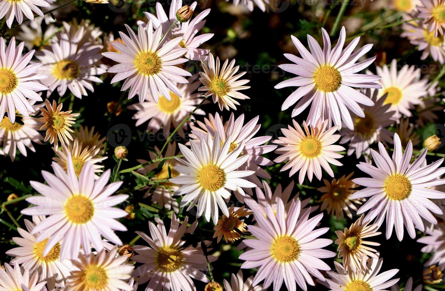 roze margriet madeliefjes in een tuin foto