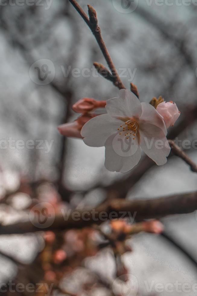 sakura kers bloesem in voorjaar foto