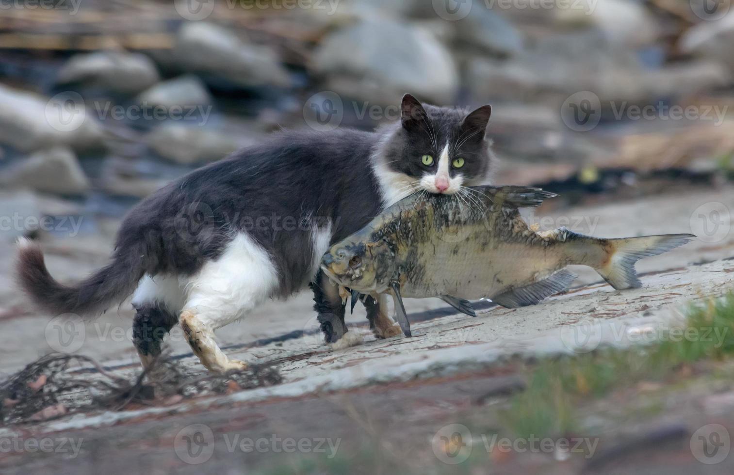 wild verwilderd kat Holding heel groot vis gevangen in de buurt meer foto