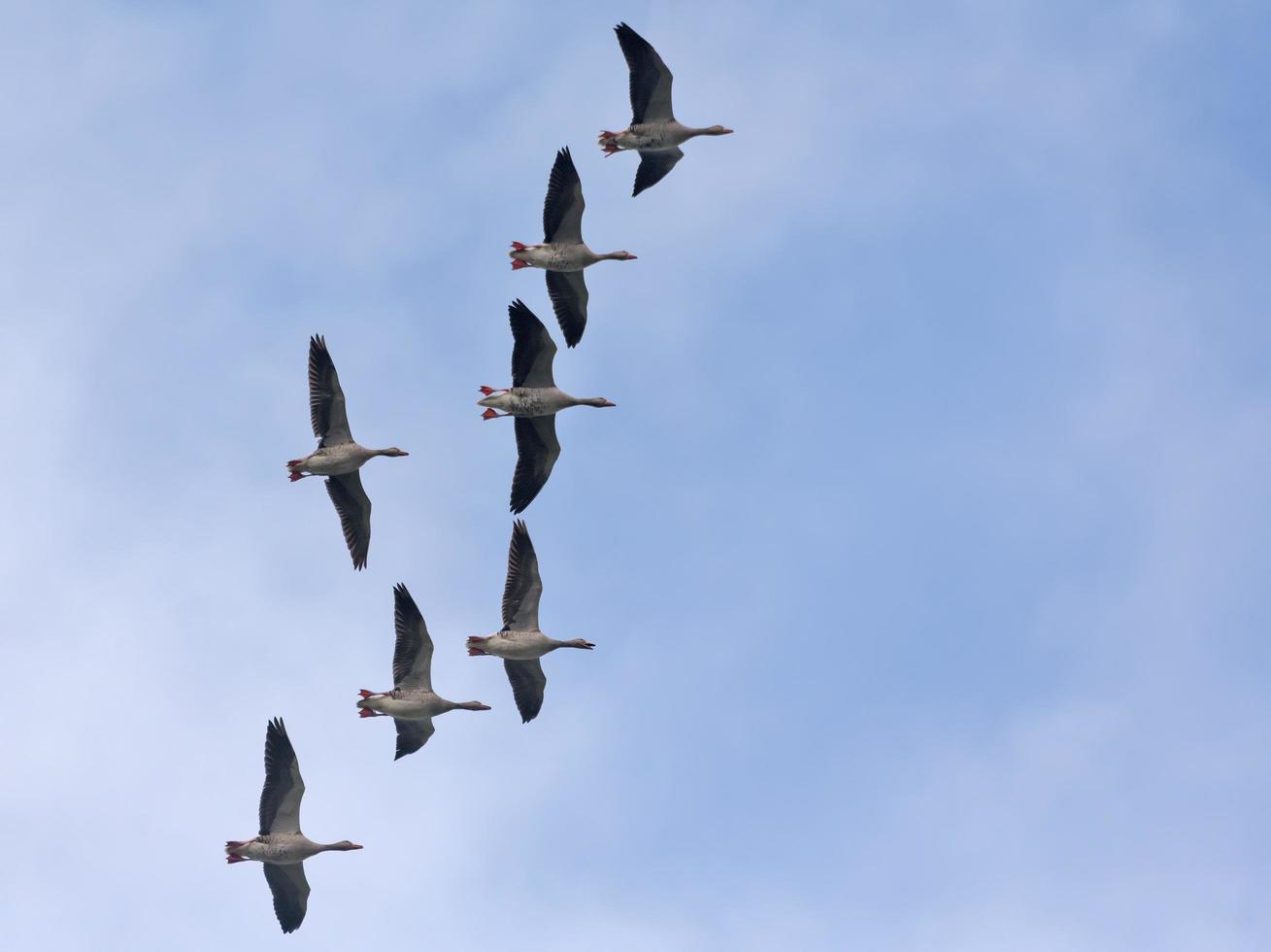 groep van grauwe ganzen - anser anser - in hoog vlucht in blauw lucht in herfst vallen foto