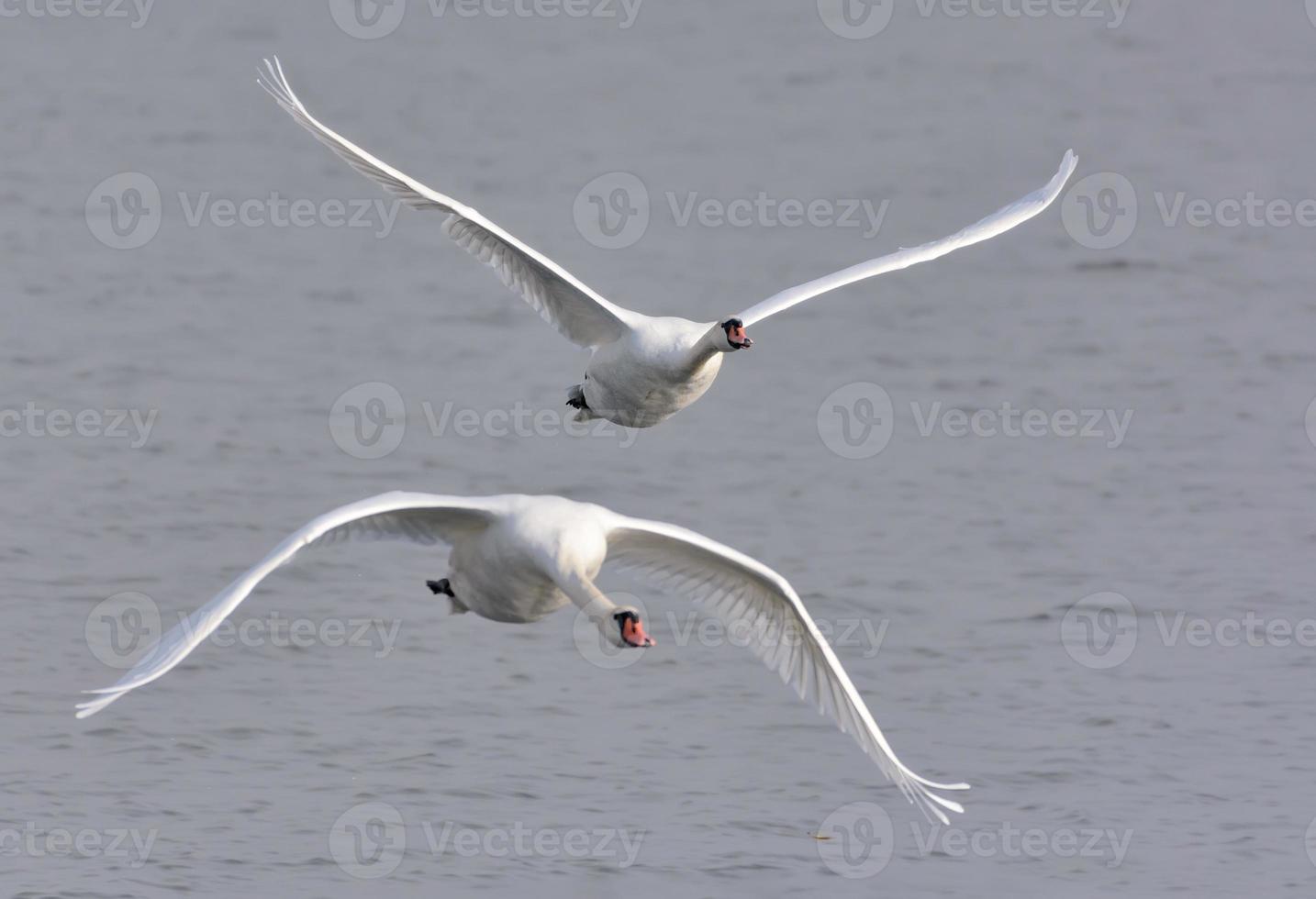 paar- van volwassen dempen zwanen - Cygnus Cygnus - samen in inkomend vlucht over- grijs wateren in herfst seizoen foto