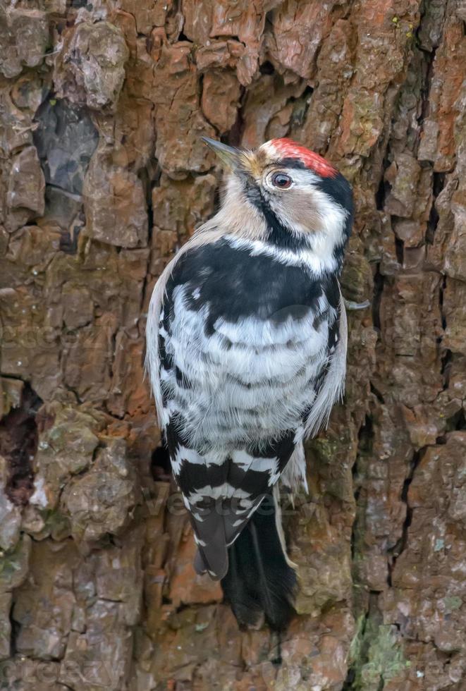 achteraanzicht van mannetje minder gevlekte specht - dryobaten minor - poseren Aan een groot schors boom foto