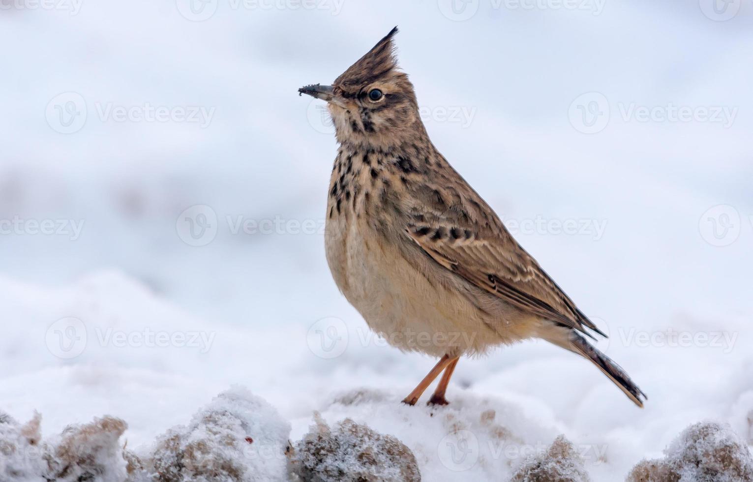 kuif- leeuwerik - galerida cristata - poseren Aan besneeuwd grond in hard winter foto