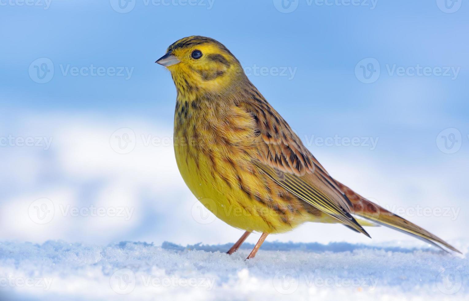 elegant mannetje geelgors - Emberiza citrinella - staat poseren Aan de sneeuw Hoes in licht winter dag foto