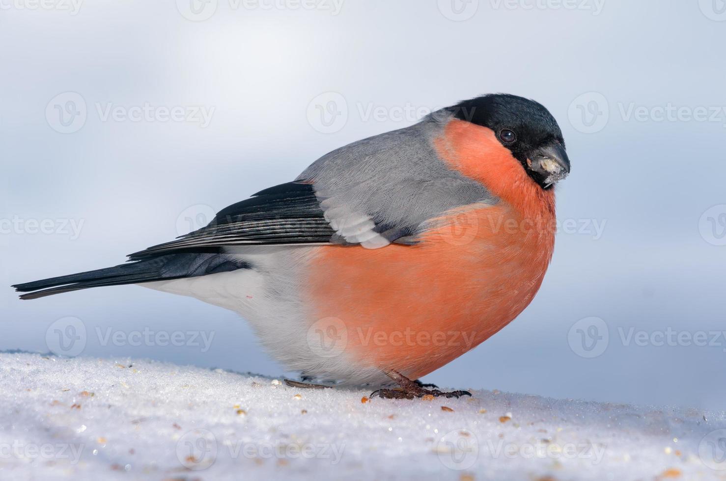 mannetje Euraziatisch goudvink - pyrrhula pyrrhula - zit Aan sneeuw rand met schoon wit achtergrond foto