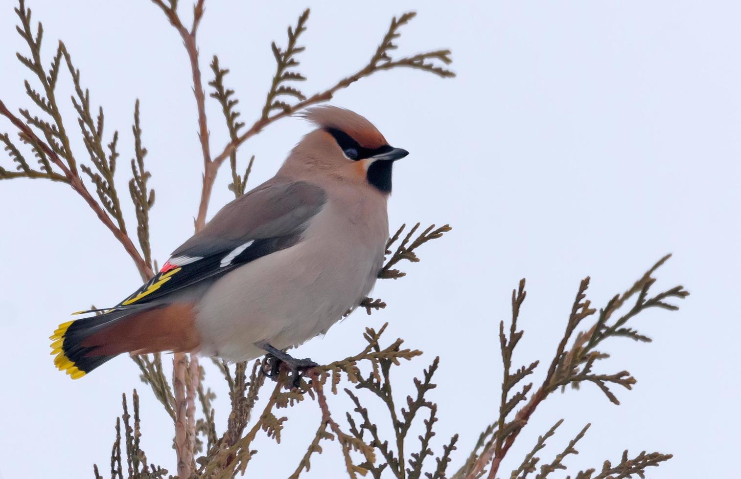 Boheems waxwing poseren Aan boom Afdeling in winter foto