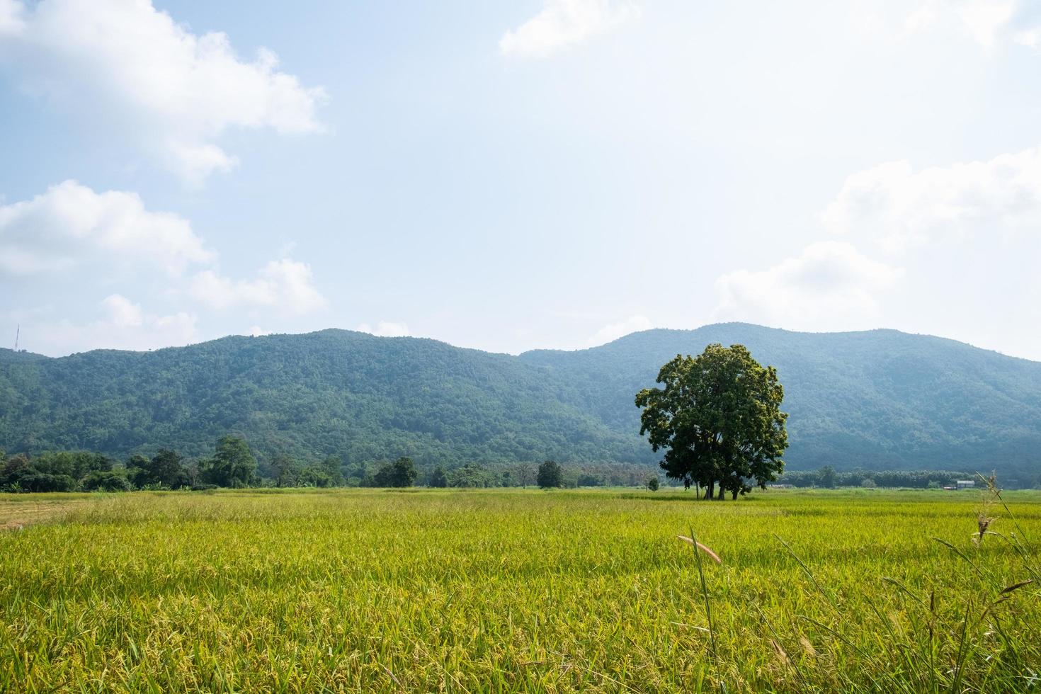 het landschap van groene rijstvelden met bergen in Chiang Rai, Thailand foto